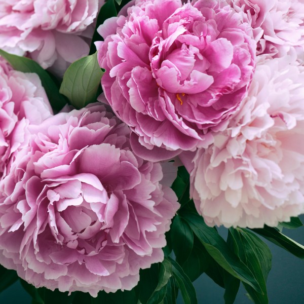 Fresh Cut Peony - 454g von Village Candle