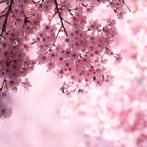 Cherry Blossom - 454g von Village Candle